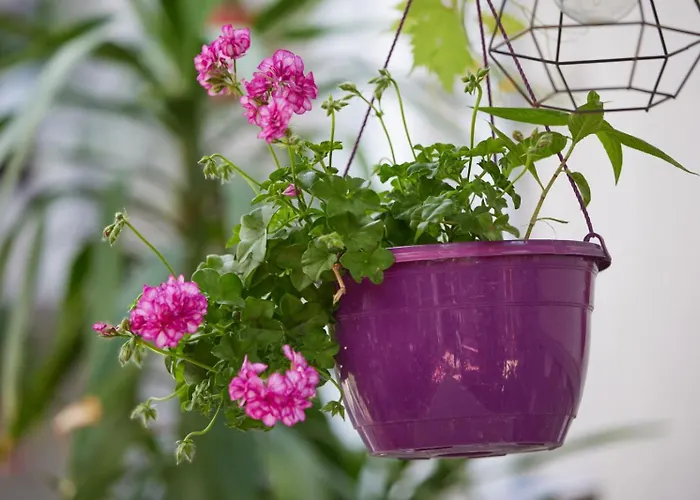 Traian Si Teodora Guest house Costinesti